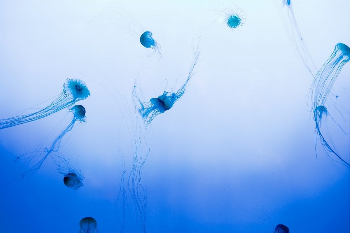 jellyfish-593157_1280-1200x799.jpg